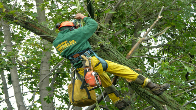 Expert Tree Service Company in Senoia, GA: Your Trees’ Best Friend
