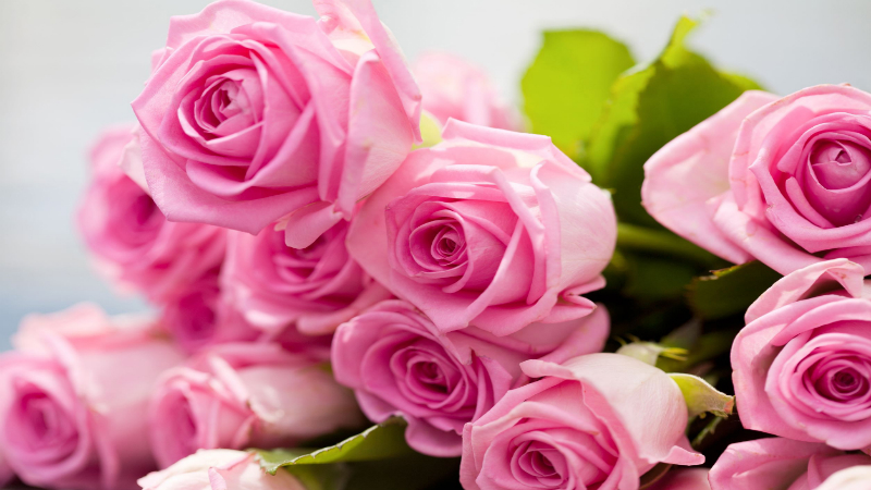 Funeral Arrangements: Flowers for Solace - Hot Search Engine