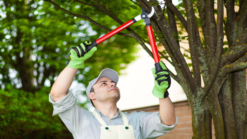 Healthy Trees, Safer Homes – Expert Tree Trimming in Bremerton, WA