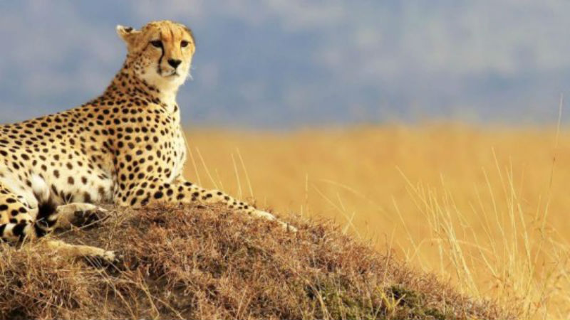 Why Flying Safaris Beat Traditional Ones