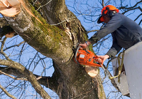 Safeguarding Your Shade: Expert Tree Care Services in Western Springs Village