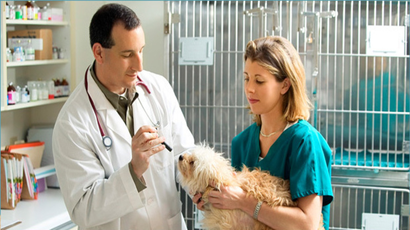 Expert Animal Health Care Ensures Your Pet Will Always Be Healthy and Happy