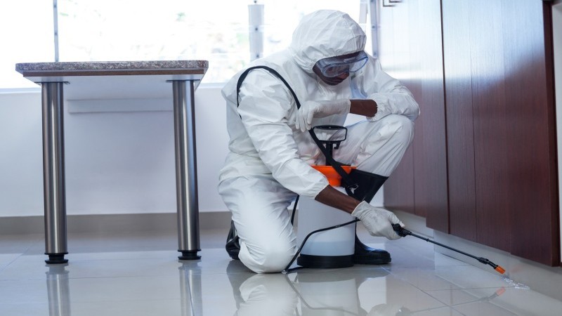 Cedar Grove Homeowners Trust Proven Termite Control Cedar Grove NJ Solutions