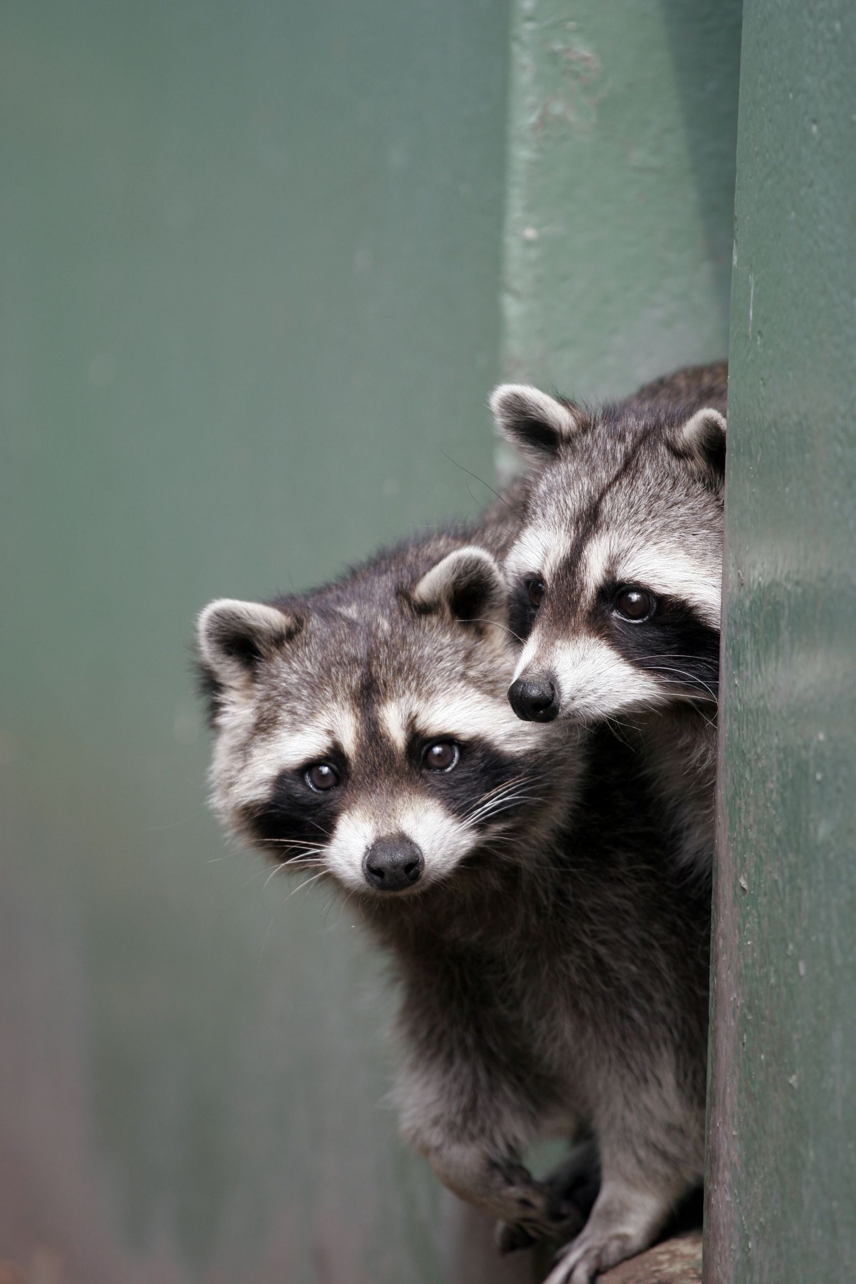 Looking for Wildlife Relocating in Reynoldsburg