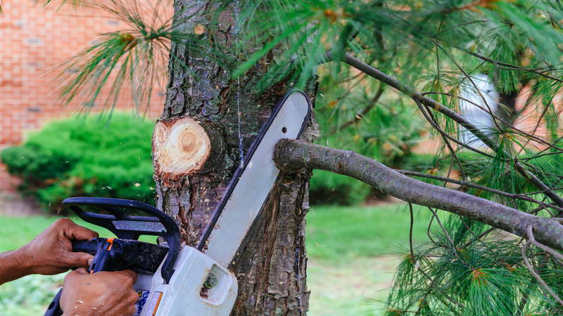 Hire the Best Business for Tree Care in Essex County, NJ