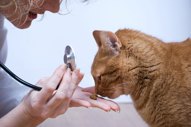 The Benefits of Regular Pet Teeth Cleaning in Katy