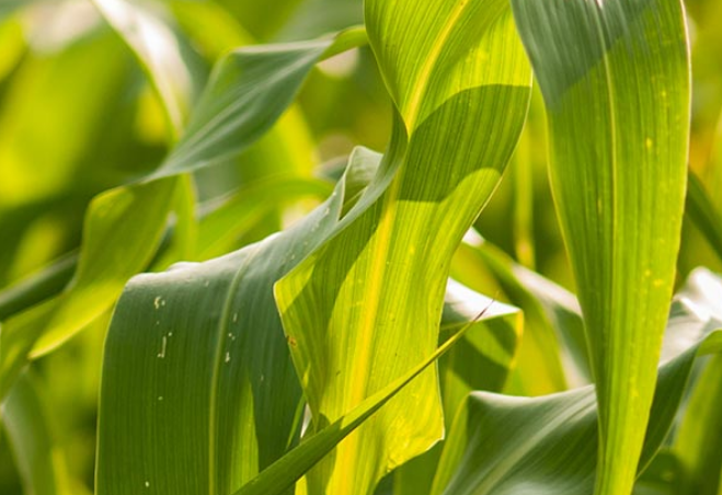 Growing More Effective Crops with Soil Sampling in Crockett County, TN