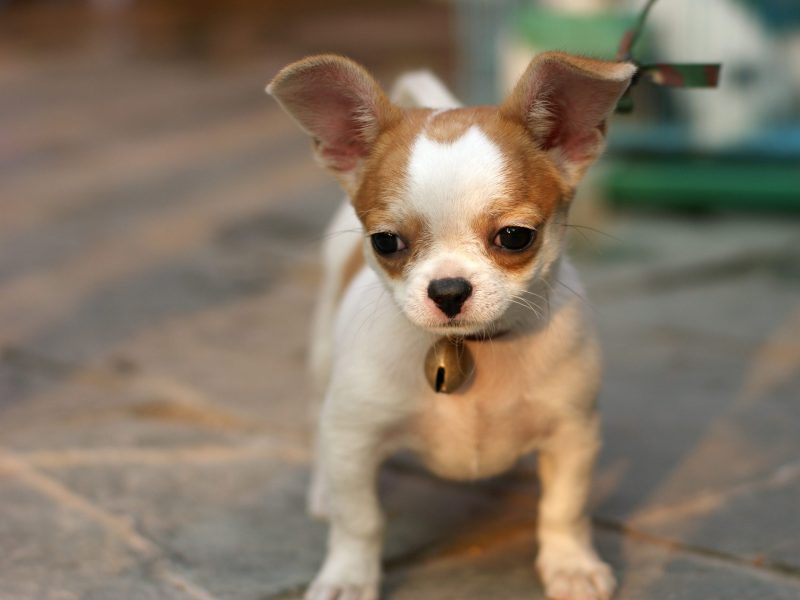 Fort Collins Dog Boarding to Provide Your Pup with Comfort Hot Search