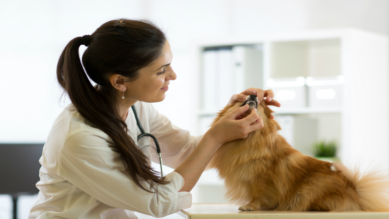 The Services Offered in Bridgeport at a Veterinary Hospital