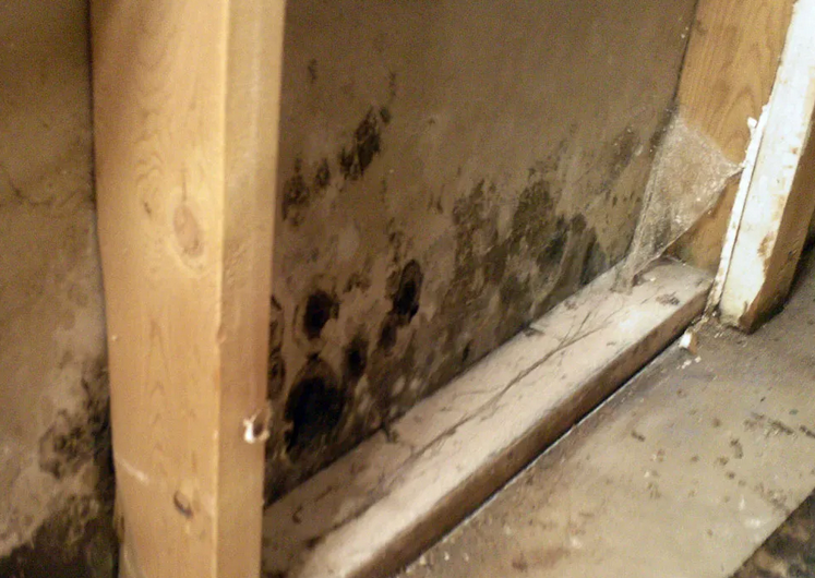 When It May Be Time for Mold Removal in Lakewood, CO