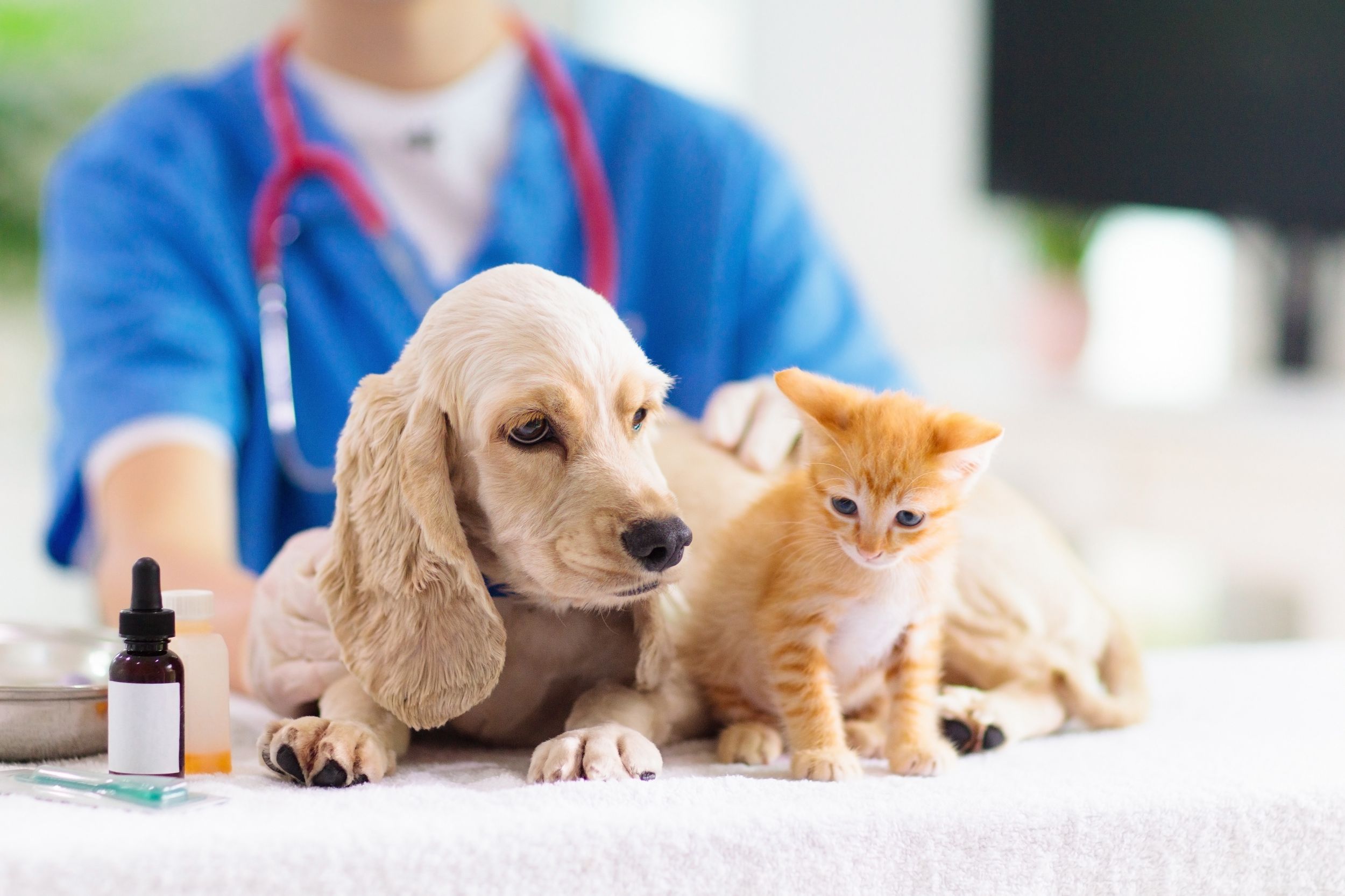 Top Tips For Choosing An Animal Medical Center For Your Pet