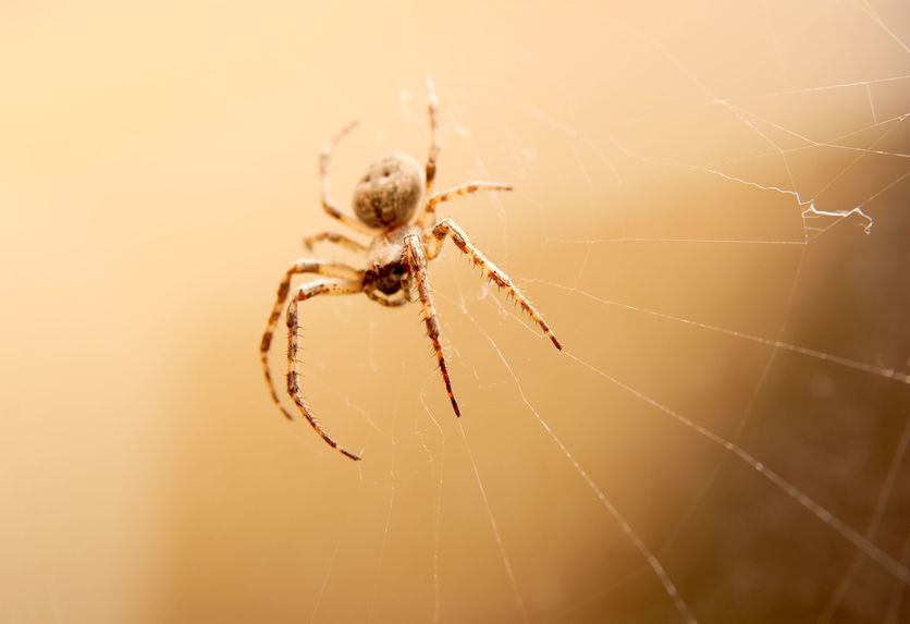 Understanding The Perils of a Funnel-Web Spider Bite in Australia