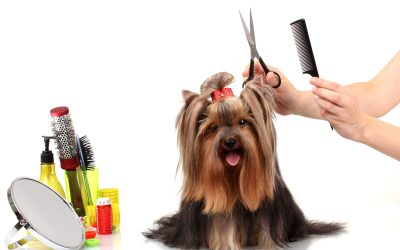 Advantages of Visiting an Uptown Dog Groomer in Houston, TX