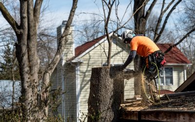 Transform Your Yard with Expert Tree Trimming in Marietta, GA