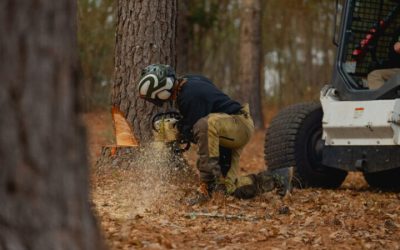 A Professional Tree Service in Griffin, GA, Will Do a Superb Job Trimming Your Trees