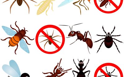 The Different Types of Pest Removal