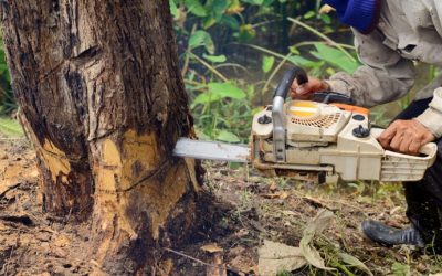 Safeguard Your Home and Landscape Through Comprehensive Tree Maintenance Service in Orange Park, FL