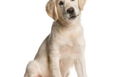 Create a Happier Home Life via an Effective Dog Training Service Tucson AZ Pet Parents Prefer