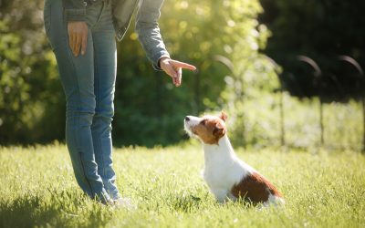 Transforming behavior challenges with expert puppy training Arlington TX guidance