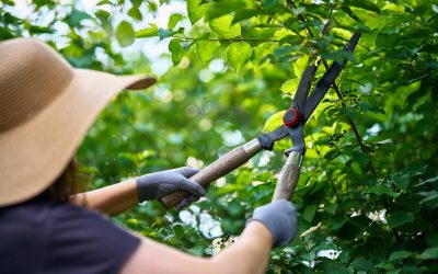 How tree service Senoia, GA, enhances curb appeal and property safety for homeowners