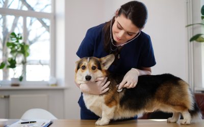 Why Choosing Pet Boarding St. Johns Means Peace of Mind for Your Furry Friends