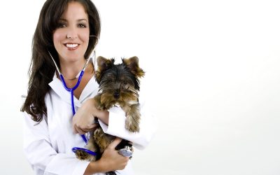 Ensure Longer Lives for Pets with Pet Wellness Exams Louisville KY Owners Trust