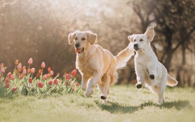 Find Peace of Mind with Dog Walking Services in Guilford, CT, for Your Busy Schedule