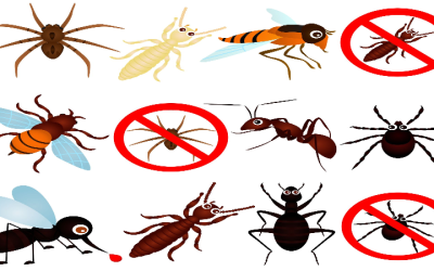 Protect Your Home And Family With Effective Tick Control Barnstable County MA Solutions