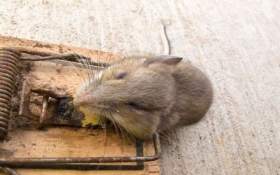 Protect Your Home From Infestations With Rodent Control Barnstable County MA Solutions
